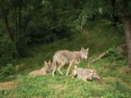Gallia foto 6