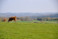 Gallia foto 7