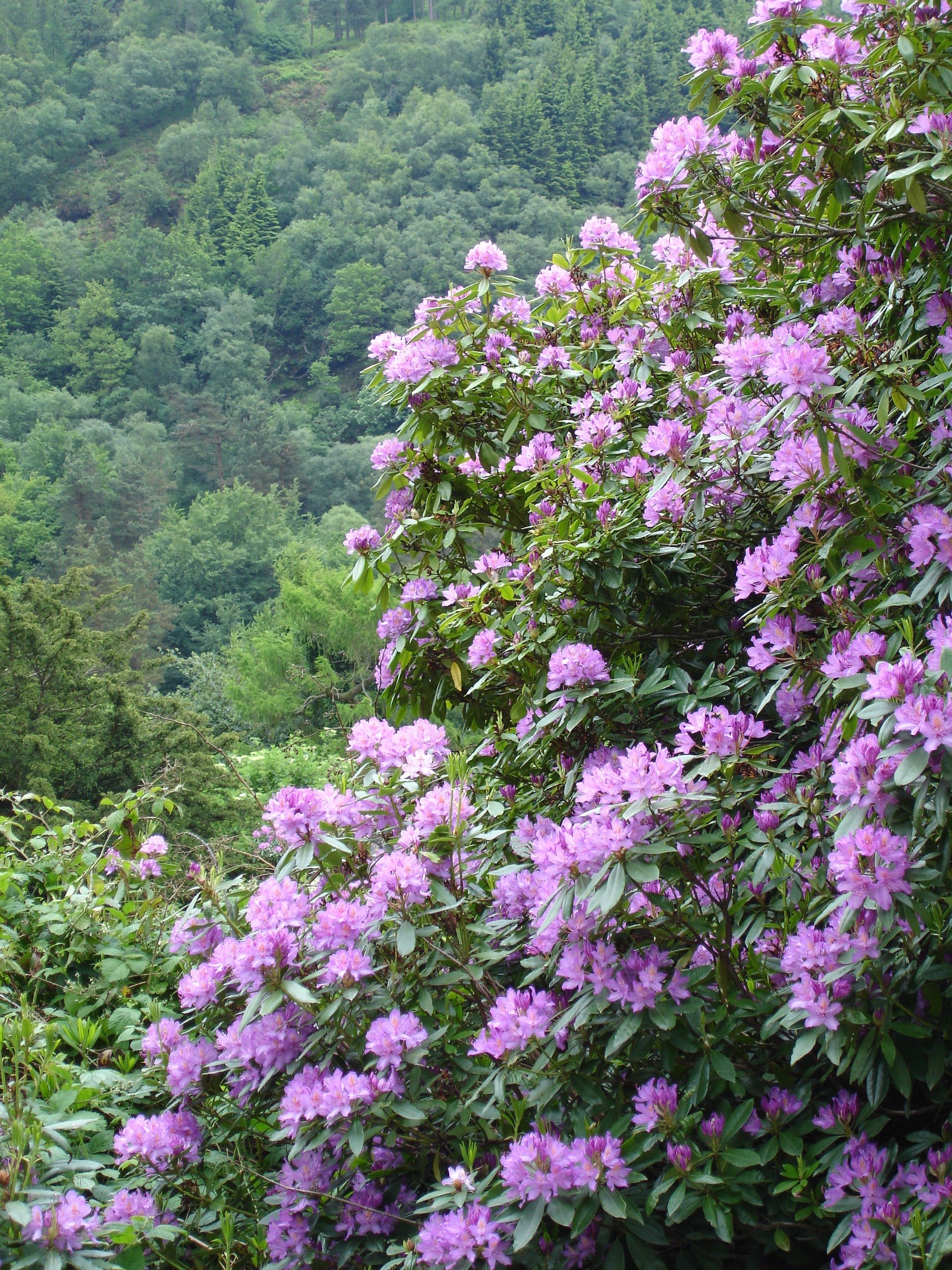 Gallia foto 7